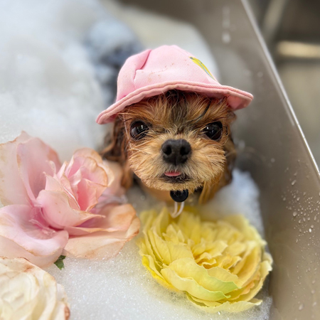 【本店】2025年1月10日のワンちゃん達♪