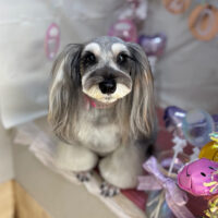 【本店】2025年1月16日のワンちゃん達♪