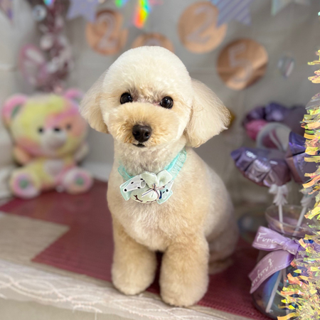 【本店】2025年1月24日のワンちゃん達♪