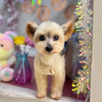 【本店】2025年1月27日のワンちゃん達♪