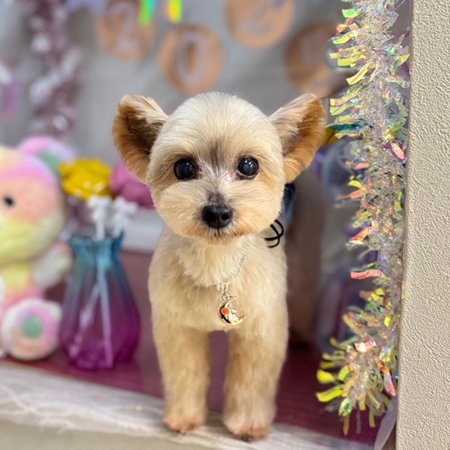 【本店】2025年1月27日のワンちゃん達♪