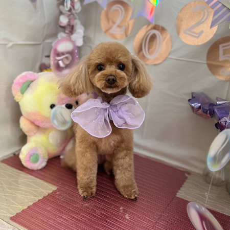 【本店】2025年1月12日のワンちゃん達♪