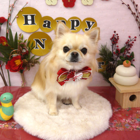 【山手店】2025年1月17日のワンちゃん達♪