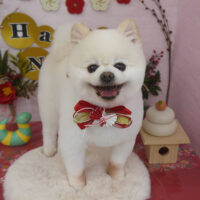 【山手店】2025年1月19日のワンちゃん達♪