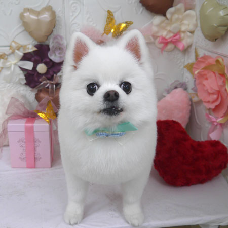 【山手店】2025年1月24日のワンちゃん達♪