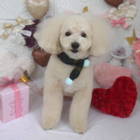 【山手店】2024年1月26日のワンちゃん達♪