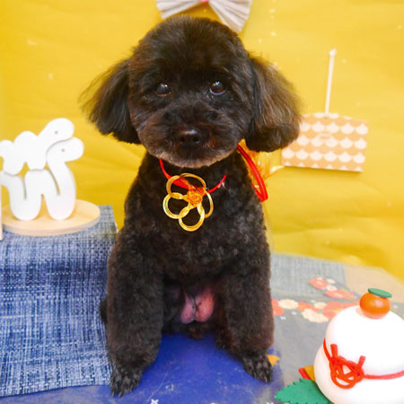 【池下店】2025年1月5日のワンちゃん達♪