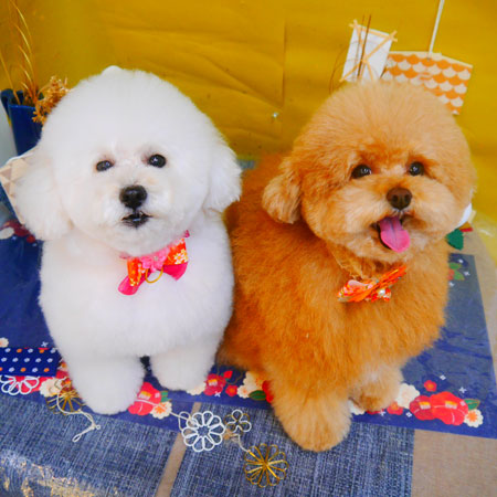 【池下店】2025年1月6日のワンちゃん達♪