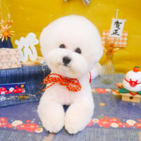 【池下店】2025年1月11日のワンちゃん達♪