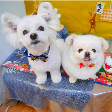 【池下店】2025年1月12日のワンちゃん達♪