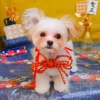 【池下店】2025年1月16日のワンちゃん達♪