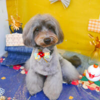 【池下店】2025年1月17日のワンちゃん達♪