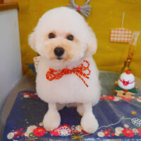 【池下店】2025年1月19日のワンちゃん達♪