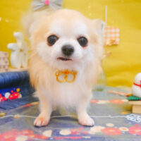 【池下店】2025年1月25日のワンちゃん達♪