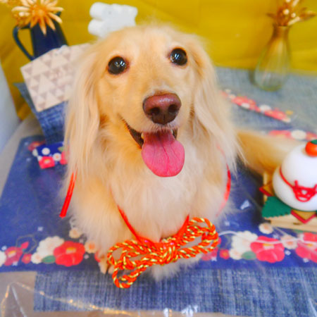 【池下店】2025年1月26日のワンちゃん達♪