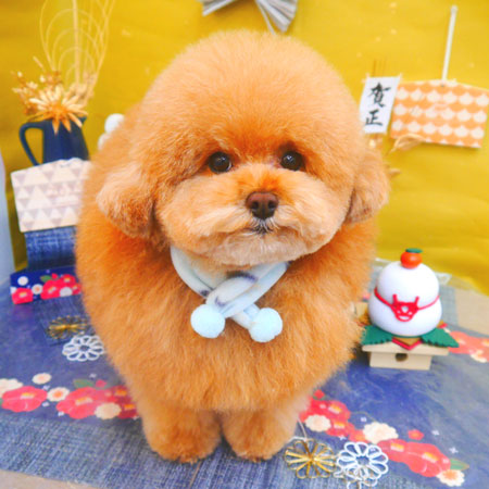 【池下店】2025年1月29日のワンちゃん達♪