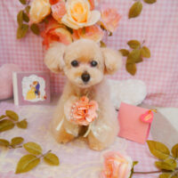 【池下店】2025年1月31日のワンちゃん達♪