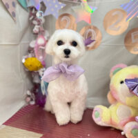 【本店】2025年1月20日のワンちゃん達♪