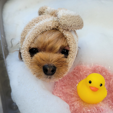 【本店】2025年2月6日のワンちゃん達♪