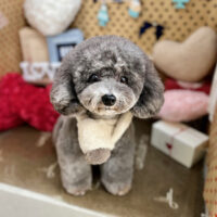 【本店】2025年2月24日のワンちゃん達♪