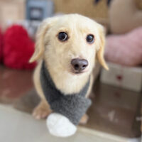 【本店】2025年2月20日のワンちゃん達♪