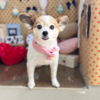 【本店】2025年2月1日のワンちゃん達♪