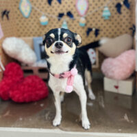 【本店】2025年2月22日のワンちゃん達♪