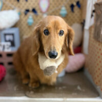 【本店】2025年2月27日のワンちゃん達♪