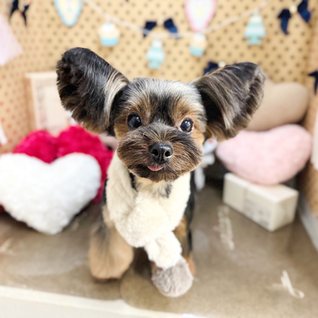 【本店】2025年2月2日のワンちゃん達♪