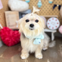 【本店】2025年2月9日のワンちゃん達♪