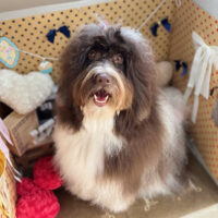 【本店】2025年2月13日のワンちゃん達♪