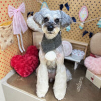 【本店】2025年2月15日のワンちゃん達♪