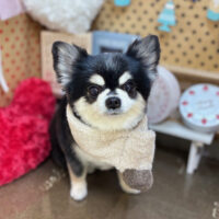 【本店】2025年2月17日のワンちゃん達♪