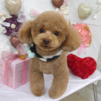 【山手店】2025年2月1日のワンちゃん達♪