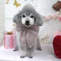 【山手店】2025年2月3日のワンちゃん達♪