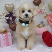 【山手店】2025年2月7日のワンちゃん達♪