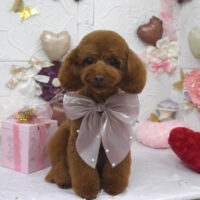 【山手店】2025年2月8日のワンちゃん達♪