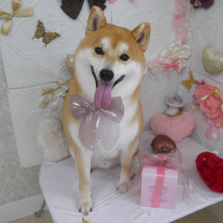 【山手店】2025年2月9日のワンちゃん達♪