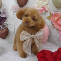 【山手店】2025年2月14日のワンちゃん達♪