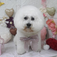 【山手店】2025年2月15日のワンちゃん達♪