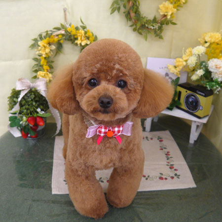 【山手店】2025年2月23日のワンちゃん達♪