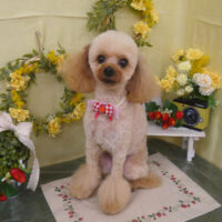 【山手店】2025年2月24日のワンちゃん達♪