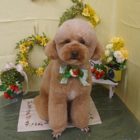 【山手店】2025年2月27日のワンちゃん達♪