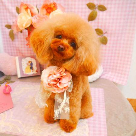 【池下店】2025年2月1日のワンちゃん達♪