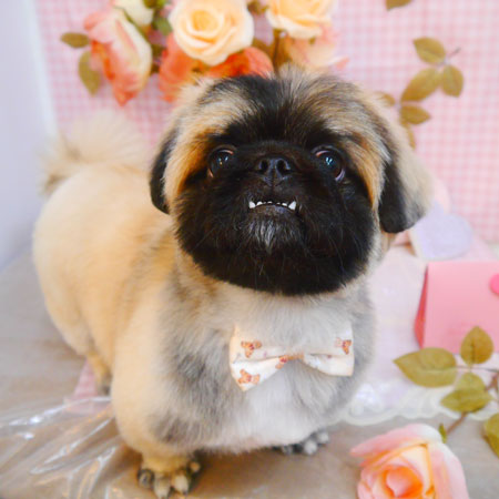 【池下店】2025年2月6日のワンちゃん達♪