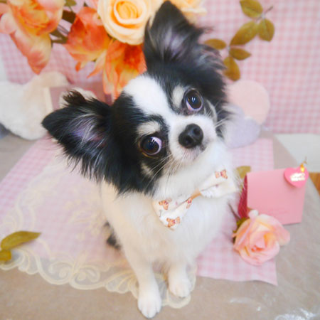 【池下店】2025年2月8日のワンちゃん達♪