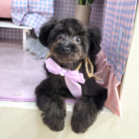 【本店】2025年3月3日のワンちゃん達♪