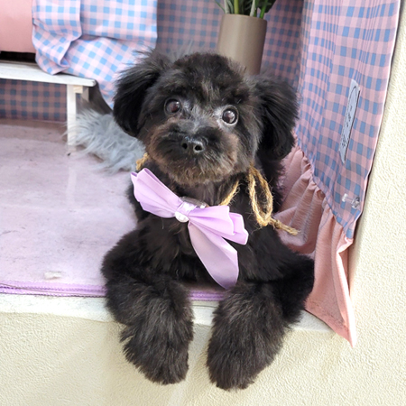 【本店】2025年3月3日のワンちゃん達♪