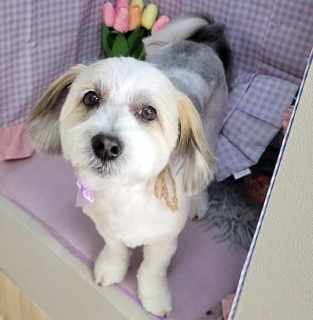 【本店】2025年3月31日のワンちゃん達♪