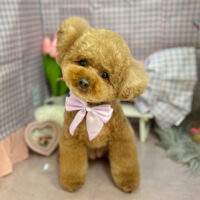 【本店】2025年3月13日のワンちゃん達♪